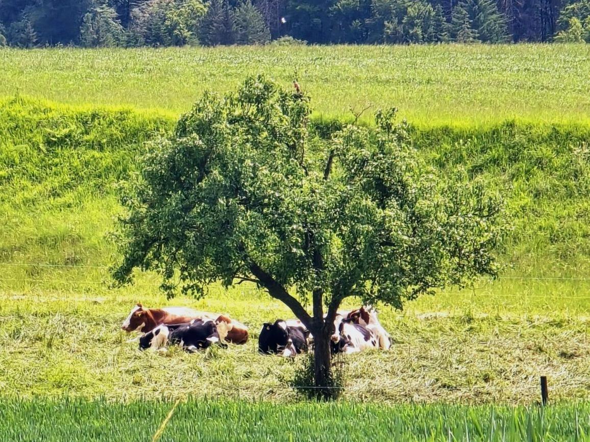 Happy Cow - Lage Naehe Bodensee, Rheinfall, Schaffhausen & Zuerich - Laendliche Idylle Mit Privat-parkplatz Und Viel Komfort - 120m2 - 3 Stockwerke
