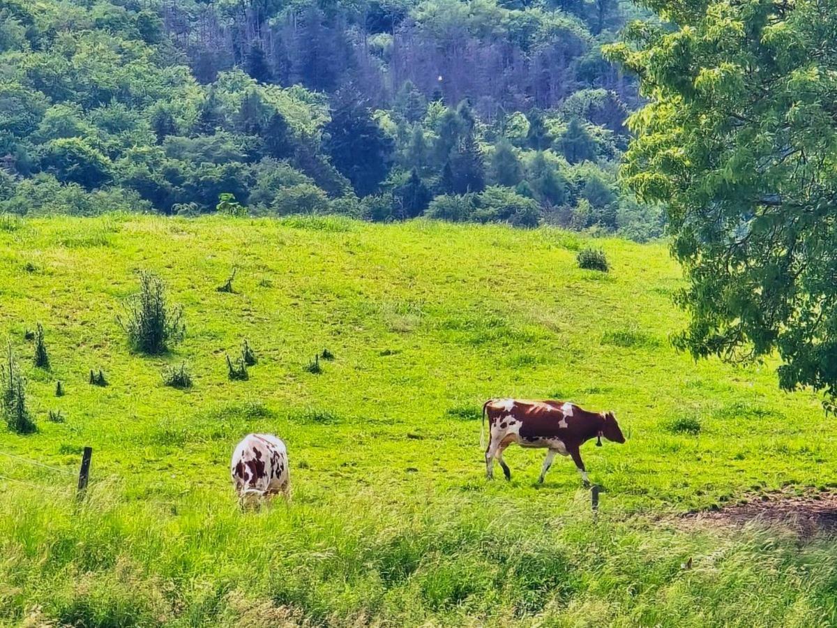Happy Cow - Lage Naehe Bodensee, Rheinfall, Schaffhausen & Zuerich - Laendliche Idylle Mit Privat-parkplatz Und Viel Komfort - 120m2 - 3 Stockwerke Holiday home Ramsen